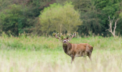 BUITEN BEELD Foto: 415855