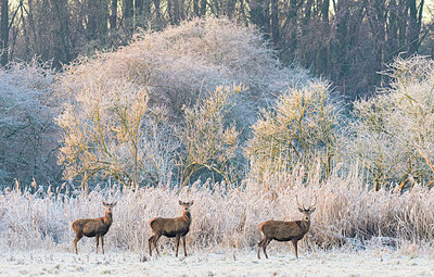 BUITEN BEELD Foto: 415857