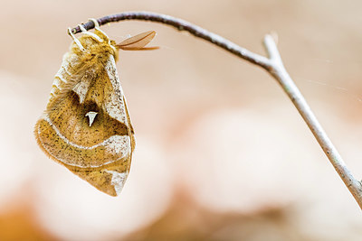 BUITEN BEELD Foto: 415869