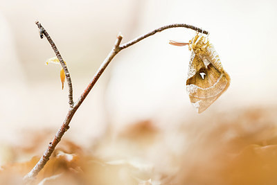 BUITEN BEELD Foto: 415872