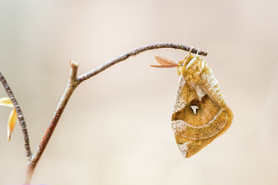 BUITEN BEELD Foto: 415880