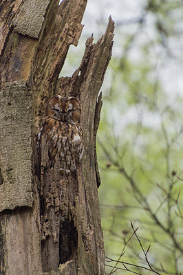 BUITEN BEELD Foto: 415882