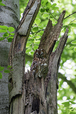 BUITEN BEELD Foto: 415885