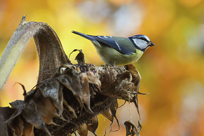 BUITEN BEELD Foto: 415898