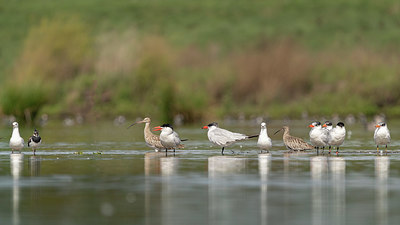 BUITEN BEELD Foto: 415907