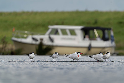 BUITEN BEELD Foto: 415910