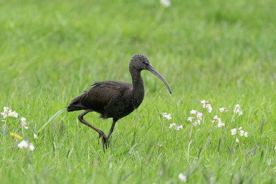 BUITEN BEELD Foto: 415914