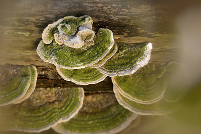 BUITEN BEELD Foto: 415930