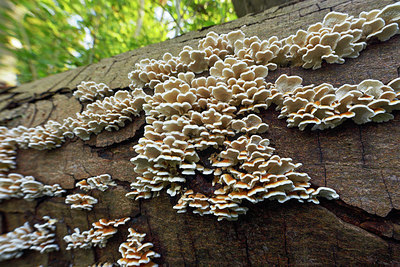 BUITEN BEELD Foto: 415943