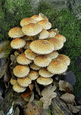 BUITEN BEELD Foto: 415955