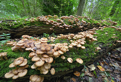 BUITEN BEELD Foto: 415956