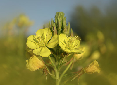 BUITEN BEELD Foto: 416014