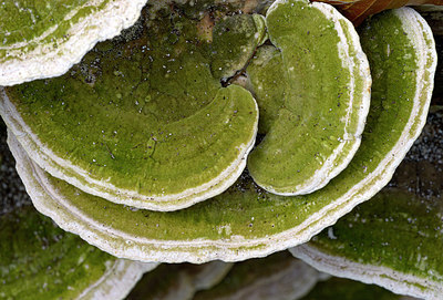 BUITEN BEELD Foto: 416033