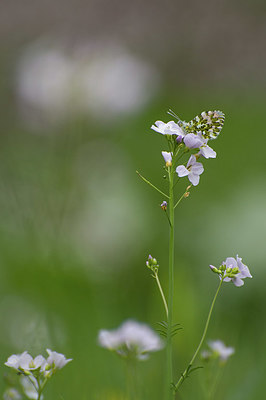 BUITEN BEELD Foto: 416049