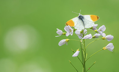 BUITEN BEELD Foto: 416053