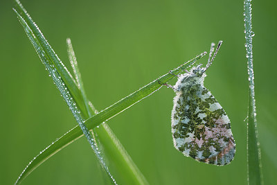 BUITEN BEELD Foto: 416060