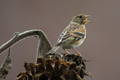 BUITEN BEELD Foto: 416062