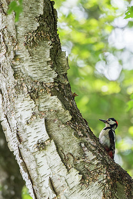 BUITEN BEELD Foto: 416066