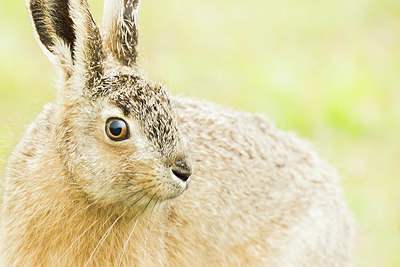 BUITEN BEELD Foto: 416075