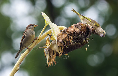 BUITEN BEELD Foto: 416103