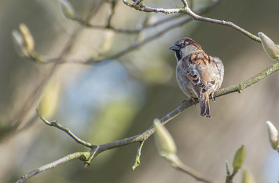 BUITEN BEELD Foto: 416106