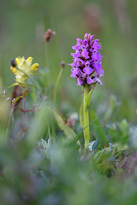 BUITEN BEELD Foto: 416115