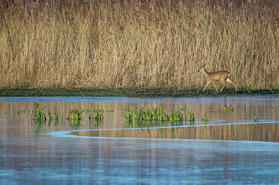 BUITEN BEELD Foto: 416155