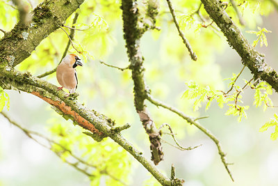 BUITEN BEELD Foto: 416160