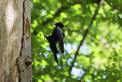 BUITEN BEELD Foto: 416164