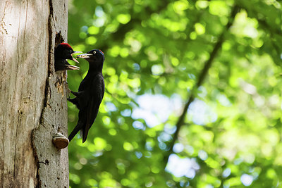 BUITEN BEELD Foto: 416166