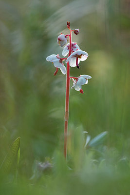 BUITEN BEELD Foto: 416180