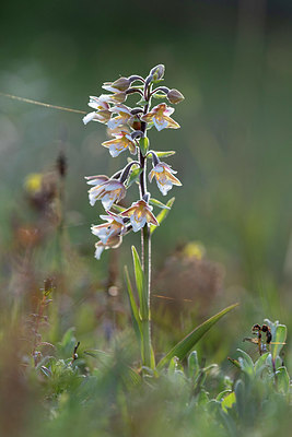 BUITEN BEELD Foto: 416192