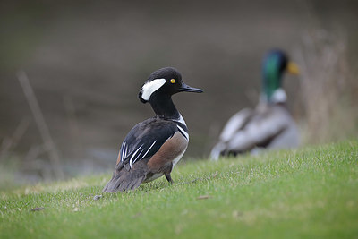 BUITEN BEELD Foto: 416208