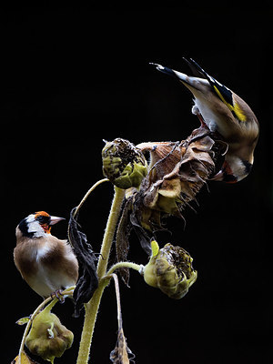 BUITEN BEELD Foto: 416223