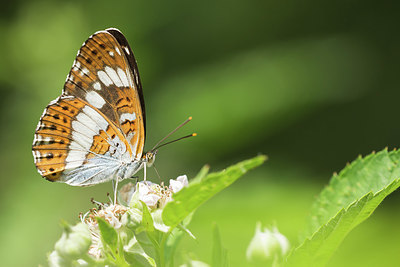 BUITEN BEELD Foto: 416233