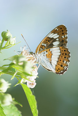 BUITEN BEELD Foto: 416234