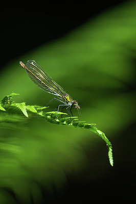 BUITEN BEELD Foto: 416240