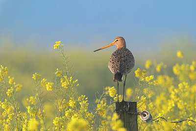 BUITEN BEELD Foto: 416252