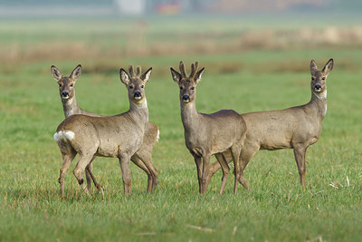 BUITEN BEELD Foto: 416258