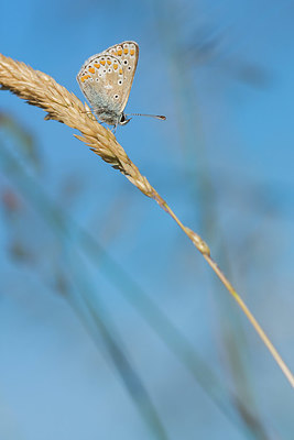 BUITEN BEELD Foto: 416269