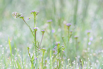 BUITEN BEELD Foto: 416276