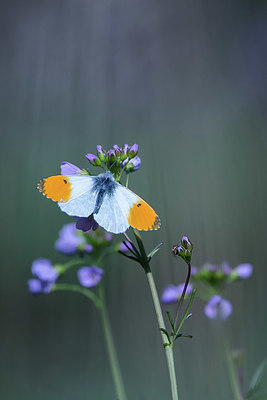 BUITEN BEELD Foto: 416282