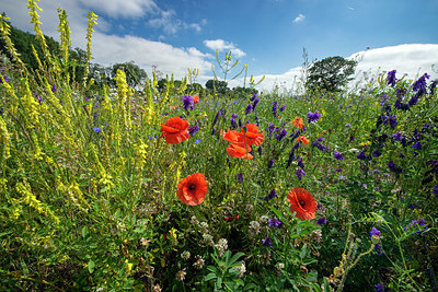 BUITEN BEELD Foto: 416299