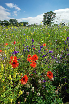 BUITEN BEELD Foto: 416300