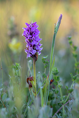 BUITEN BEELD Foto: 416336