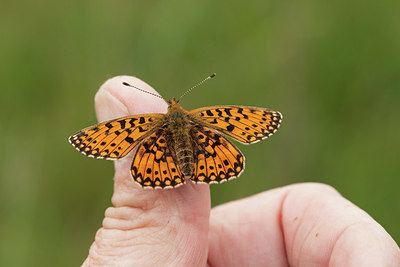 BUITEN BEELD Foto: 416340