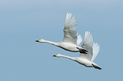 BUITEN BEELD Foto: 416348