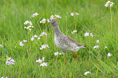 BUITEN BEELD Foto: 416353