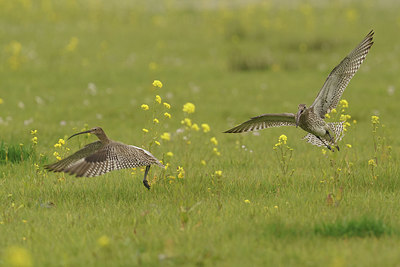 BUITEN BEELD Foto: 416355