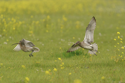 BUITEN BEELD Foto: 416356